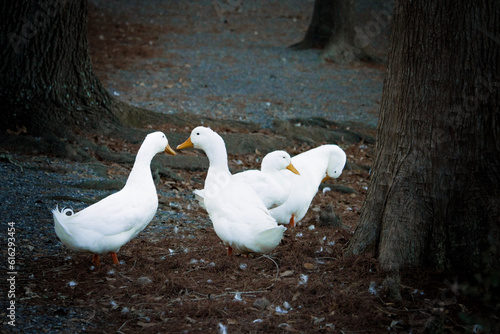 two ducks