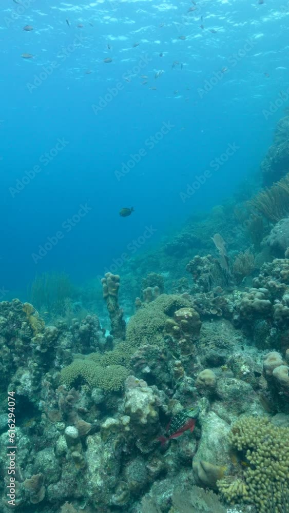 Vertical Seascape in the coral reef of the Caribbean Sea Vertical Seascape in the coral reef of the Caribbean Sea