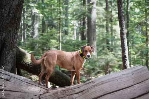 Photography Dog with gps tracker and bear bell in forest