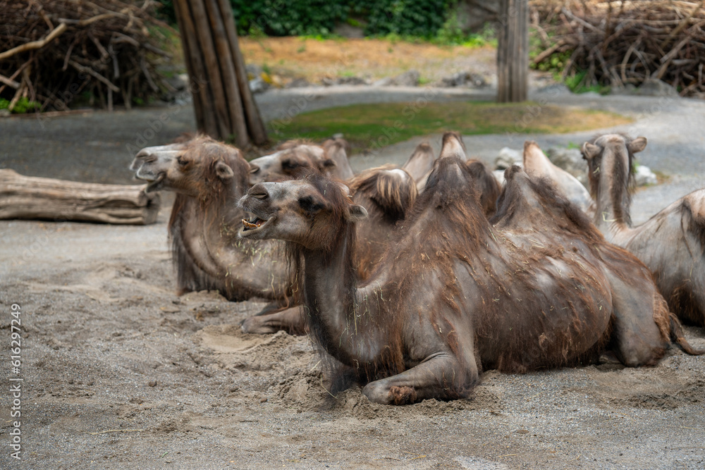Obraz premium camel laying on sand with open mouth and eating high quality