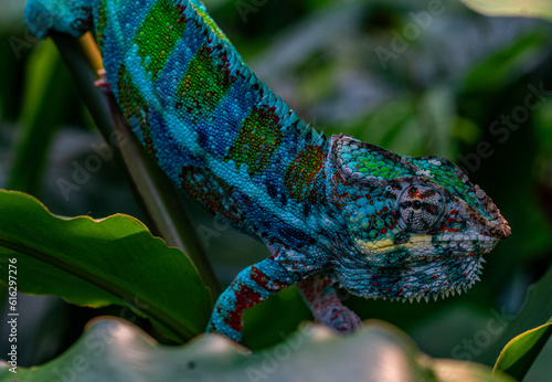Colourful chameleon in blue and green very high quality and close up