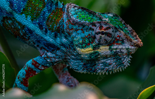 Colourful chameleon in blue and green very high quality and close up