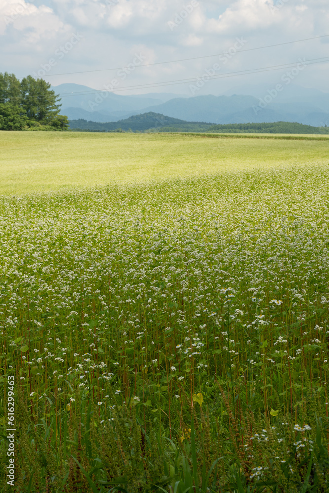白い花が満開の夏のソバ畑
白い花が満開の夏のソバ畑