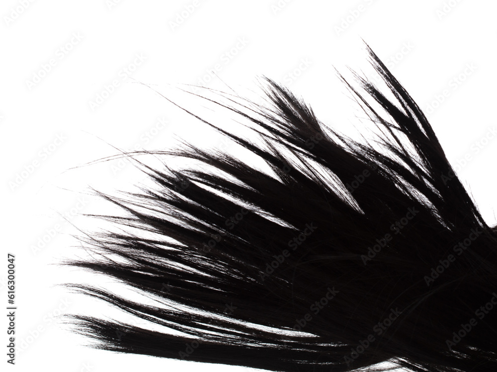 Obraz premium Long straight Wig hair style fly fall explosion. Black woman wig wave hair float in mid air. Straight black curl wig hair wind blow cloud throw. White background isolated high speed freeze motion