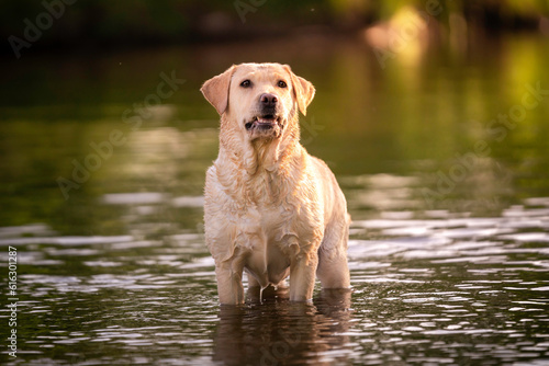 Pies rasy labrador retriver w wodzie