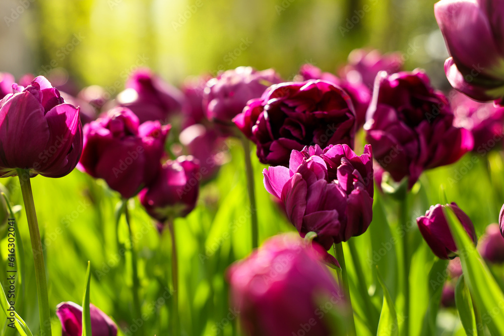 Beautiful colorful tulips growing in flower bed, selective focus Beautiful colorful tulips growing in flower bed, selective focus