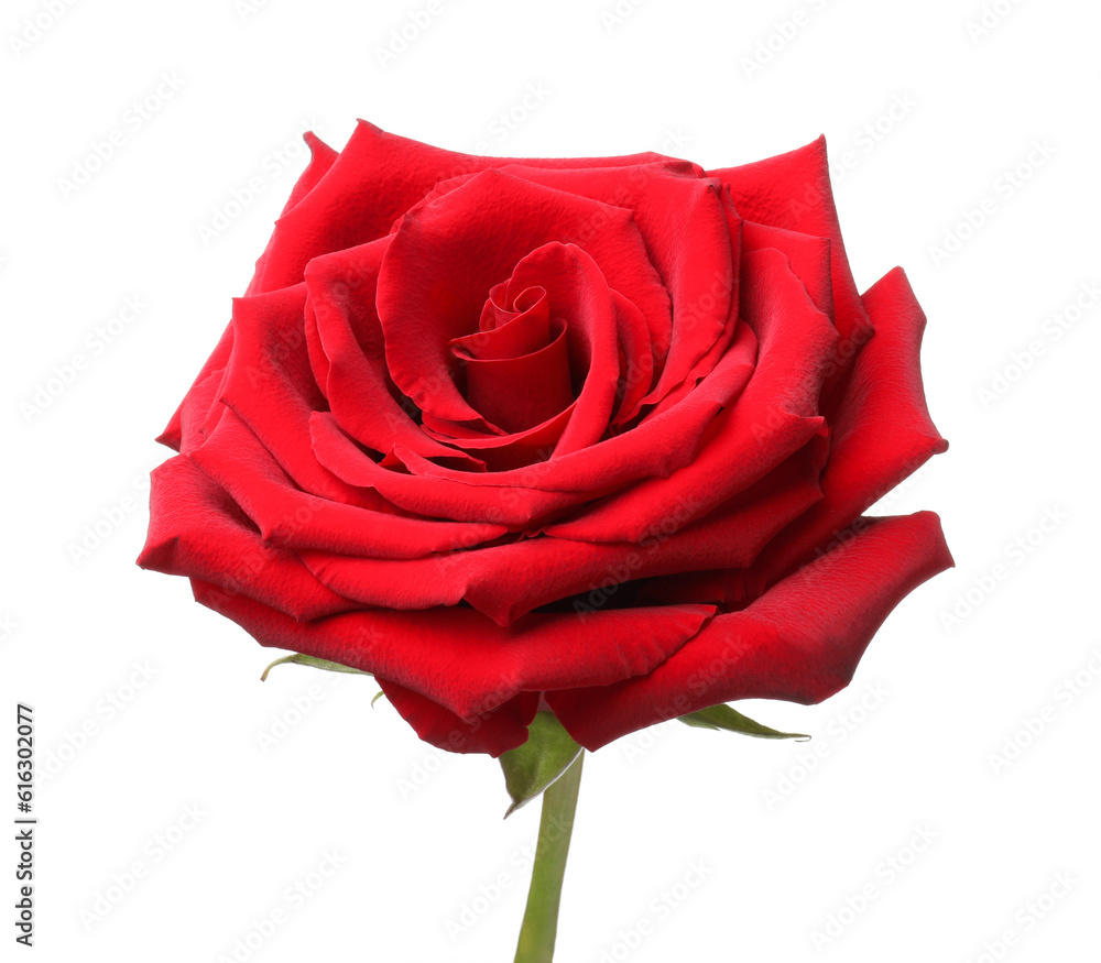 Beautiful fresh red rose isolated on white