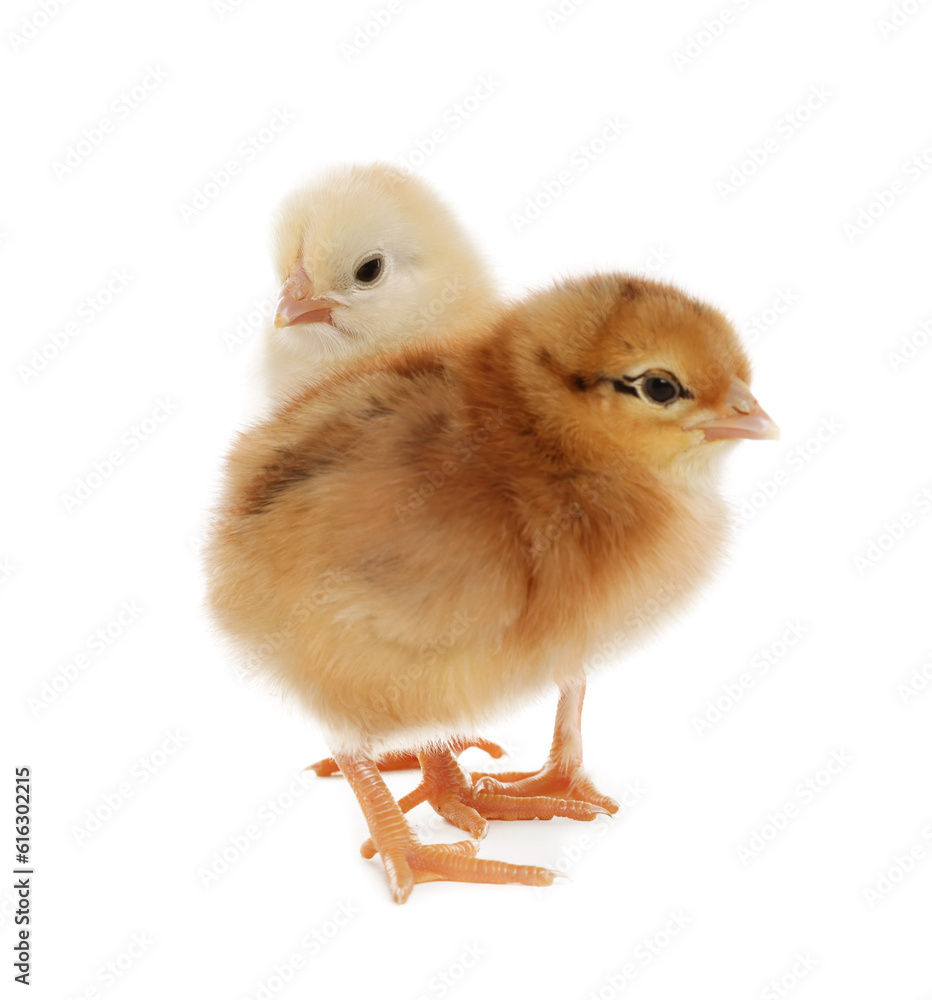Two cute fluffy baby chickens on white background Two cute fluffy baby chickens on white background