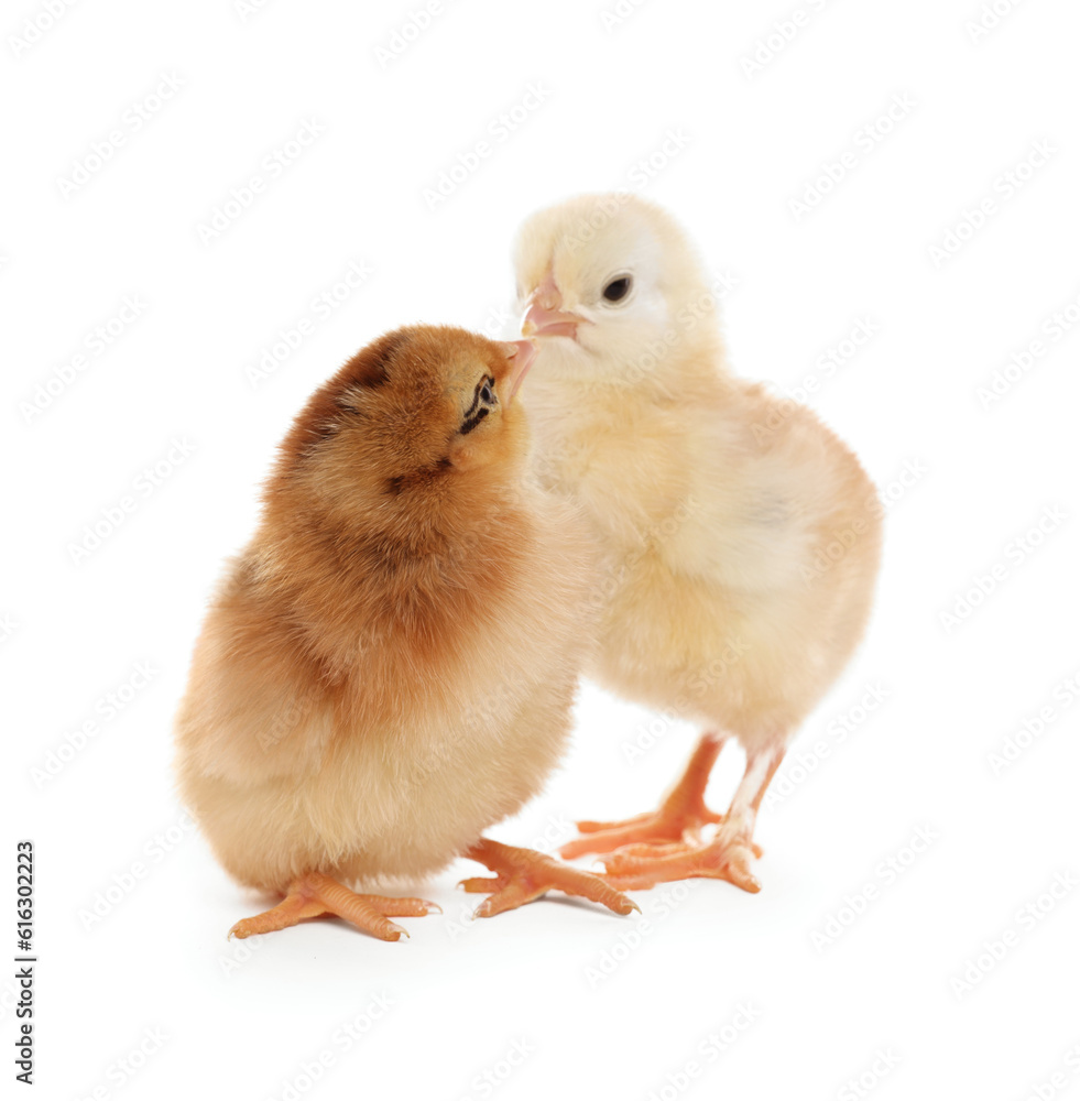 Obraz premium Two cute fluffy baby chickens on white background