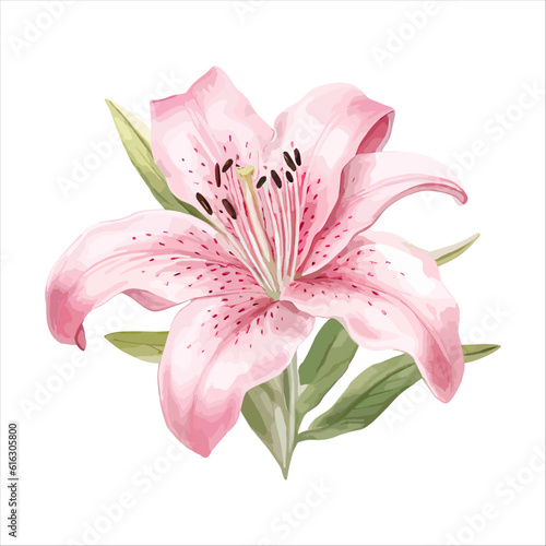 pink lily isolated on white