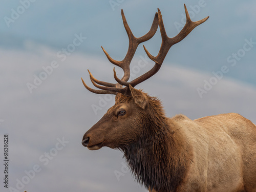 Tule Elk at Point Reyes Preserve 6

