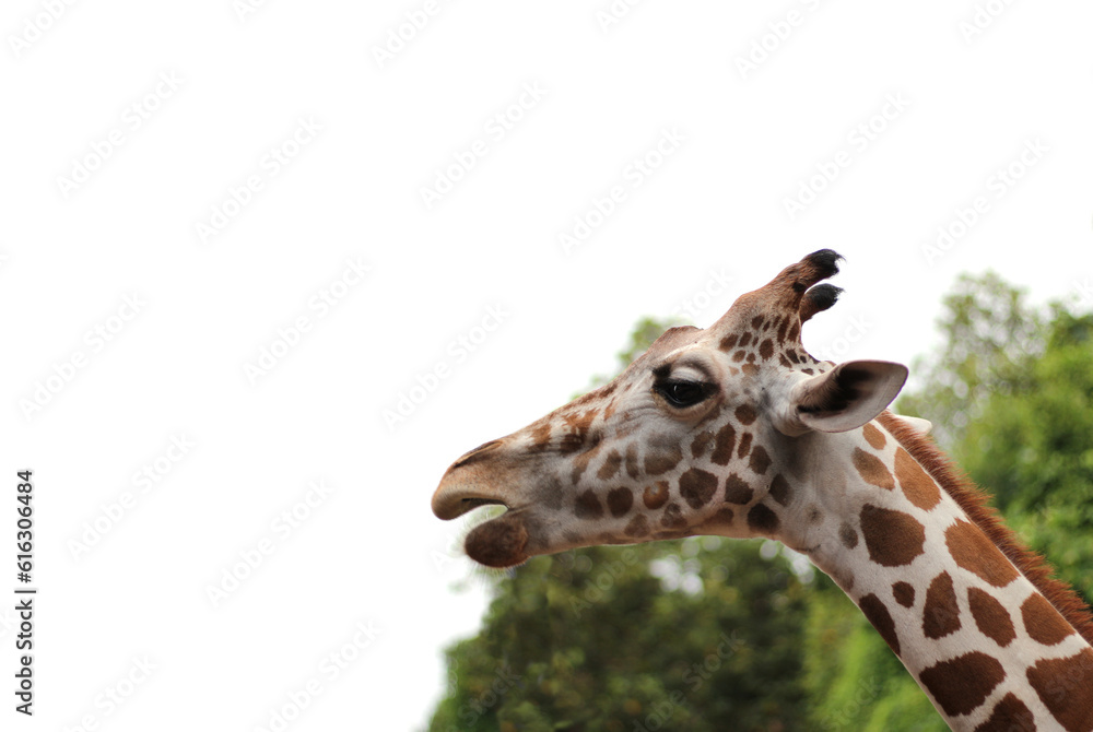 Giraffe in the zoo on white