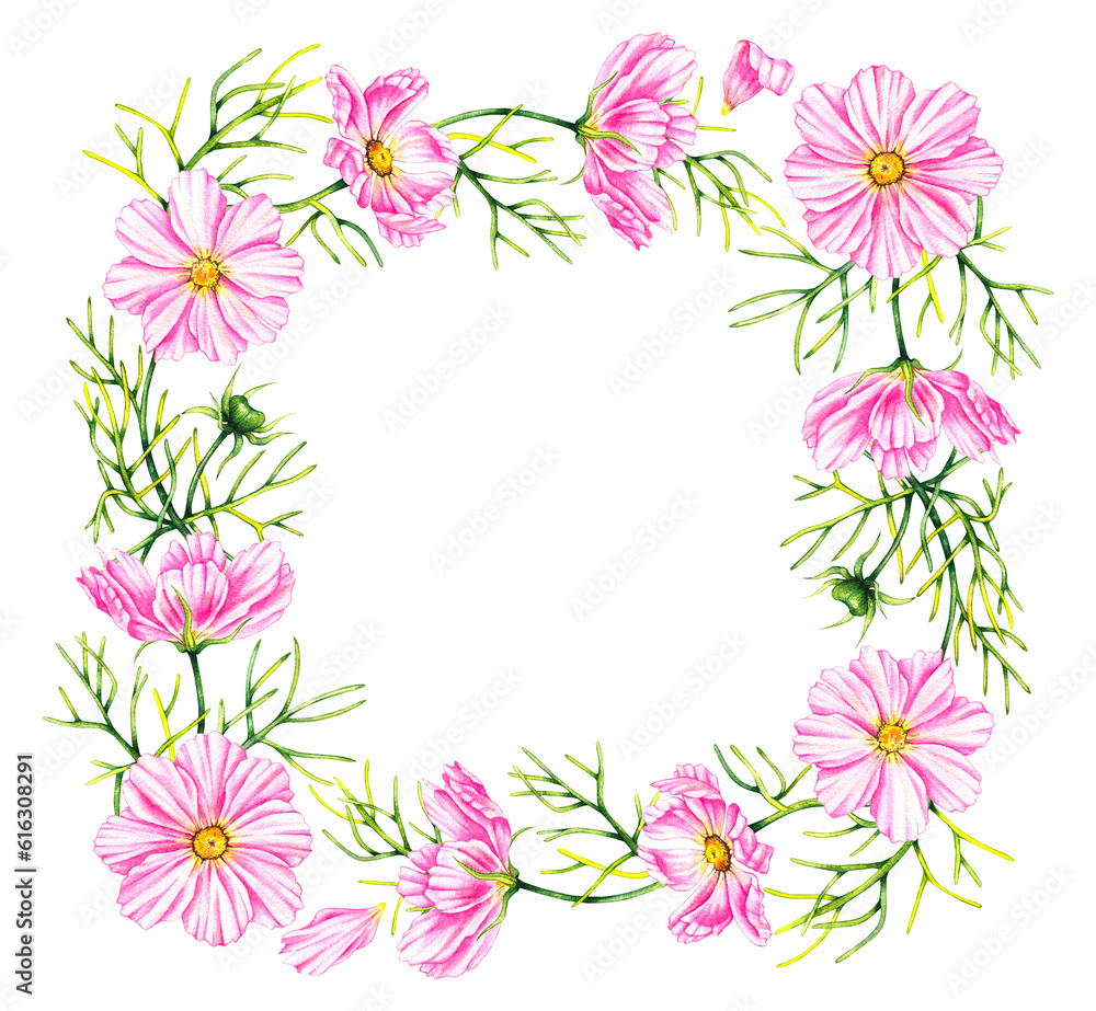 Wreath of cosmos flowers isolated on a white background