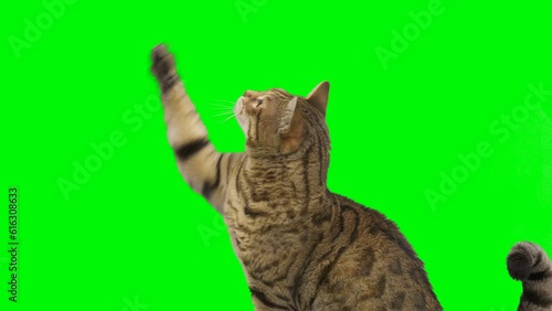 Bengal cat sitting down, looking around, raising up his paw on green screen isolated with chroma key.