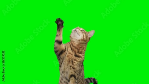 Bengal cat sitting down, facing forward, looking around, raising up his paw on green screen isolated with chroma key.