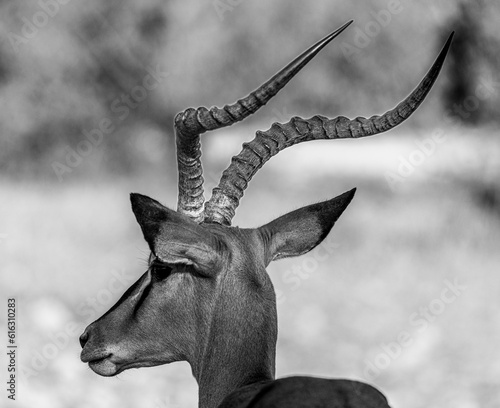 Fototapeta Naklejka Na Ścianę i Meble -  Impala Black and White Etosha National Park