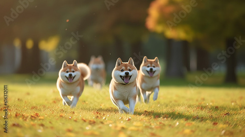 Cute funny Shiba Inu dogs group running and playing on green grass in park in autum, Generative AI