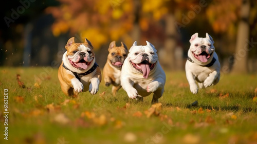 Cute funny English bulldogs group running and playing on green grass in park in autum, Generative AI