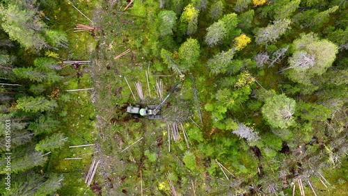 Powerful harvester breaks tree with manipulator in forest