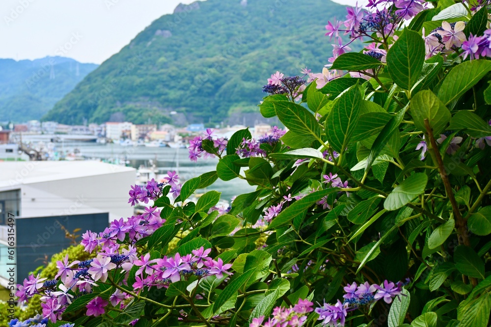 Obraz premium Hydrangeas in Shimoda Park