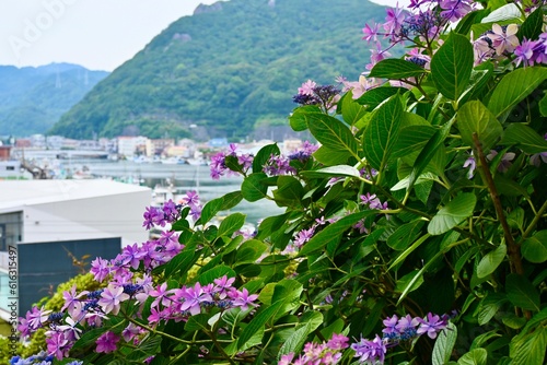 Fototapeta Naklejka Na Ścianę i Meble -  Hydrangeas in Shimoda Park