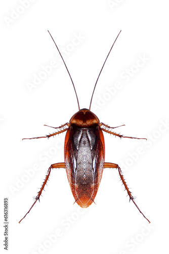 Fotobehang cockroaches isolated from white background,png file.