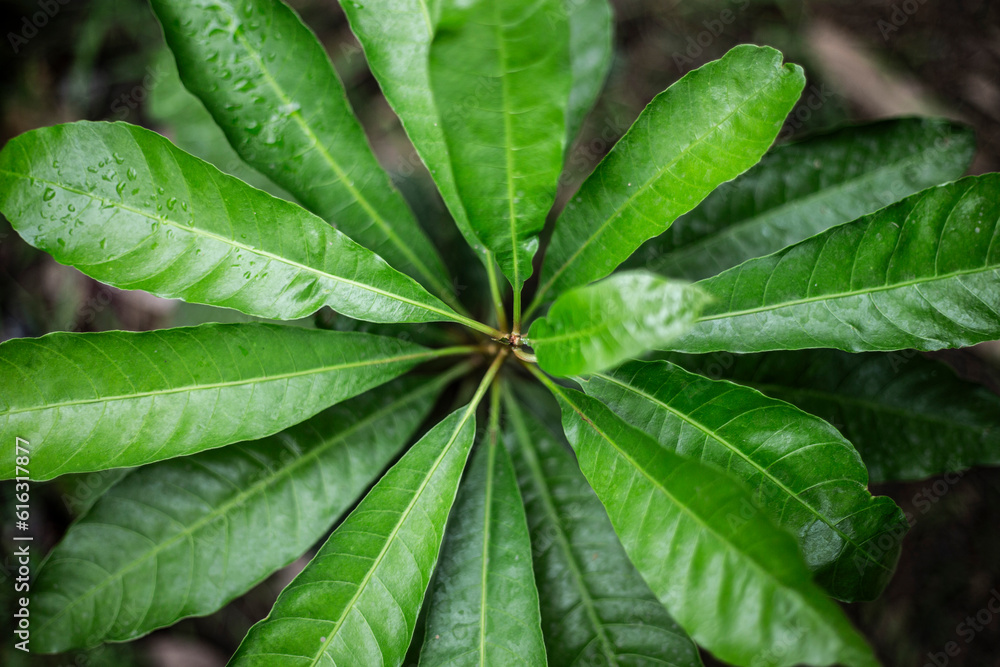 Close up of green leaves with rain drops on it. Natural background. Close up of green leaves with rain drops on it. Natural background.