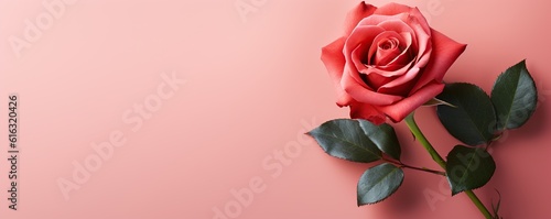 red rose with stem on pink background