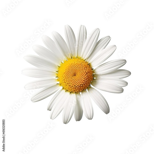 Daisy photo on a white background