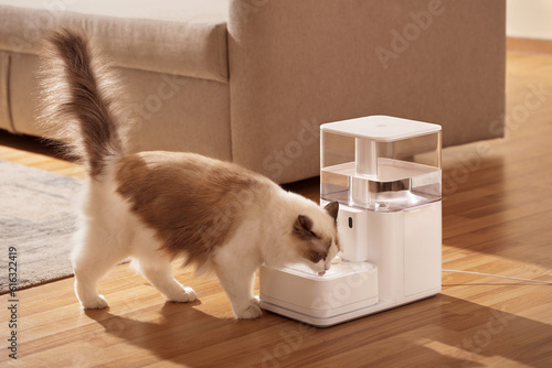 Pet cat is using pet water dispenser, image of drinking water, closeup, indoor shot, sofa and wooden floor