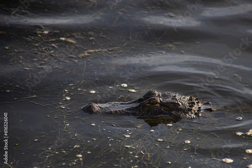 close up of crocodile or alligator in the wetland swamp marshland water with copy space