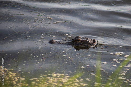 close up of crocodile or alligator in the wetland swamp marshland water with copy space