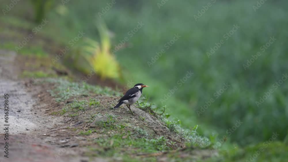 Common Myna bird video in 4k Common Myna bird video in 4k