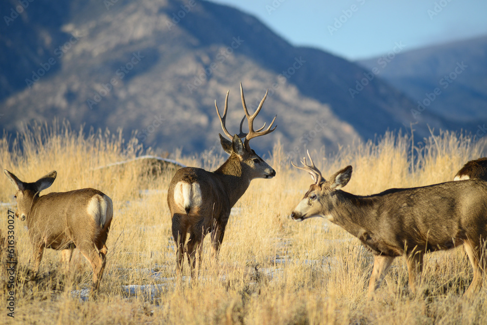 Mule deer the Rocky Mountains, with antlers. Mule deer the Rocky Mountains, with antlers.