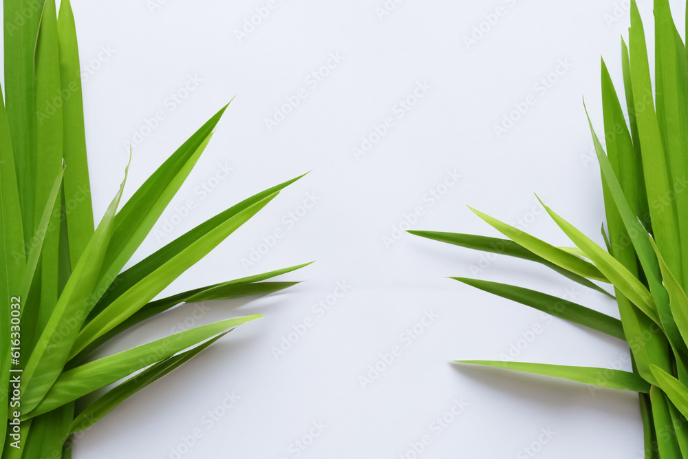 Obraz premium Captivating Bamboo Leaf Background with Elegant White Paper