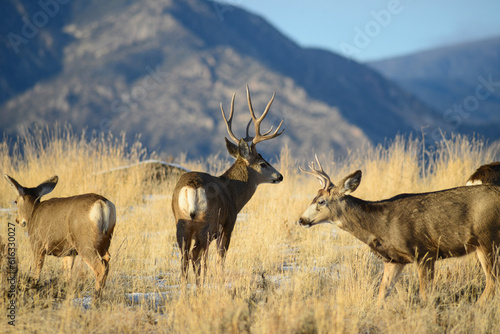 Mule deer the Rocky Mountains, with antlers. 