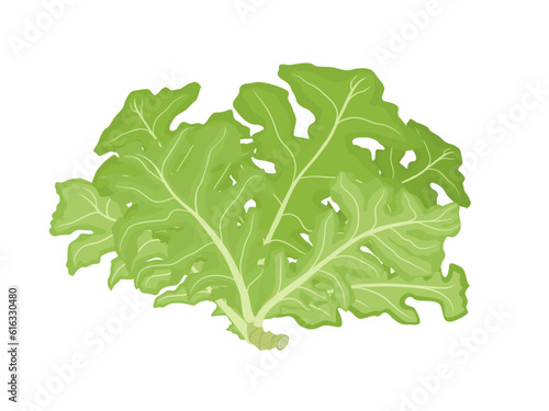 Lactuca sativa on a white background.