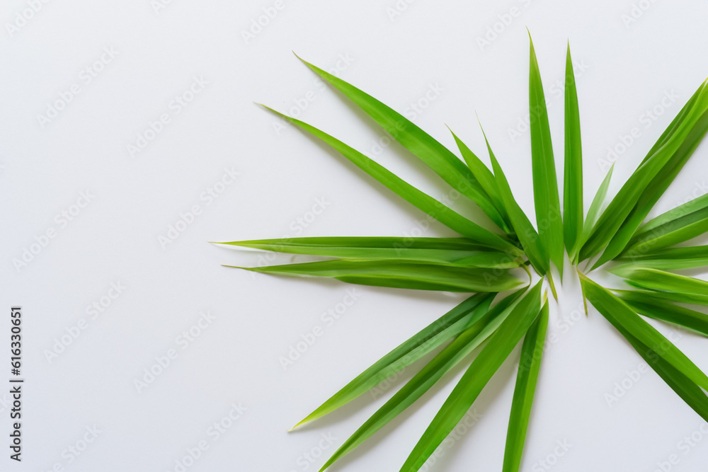 Beautiful Pandan Leaf Background with White Paper A Refreshing and Serene Combination Beautiful Pandan Leaf Background with White Paper A Refreshing and Serene Combination