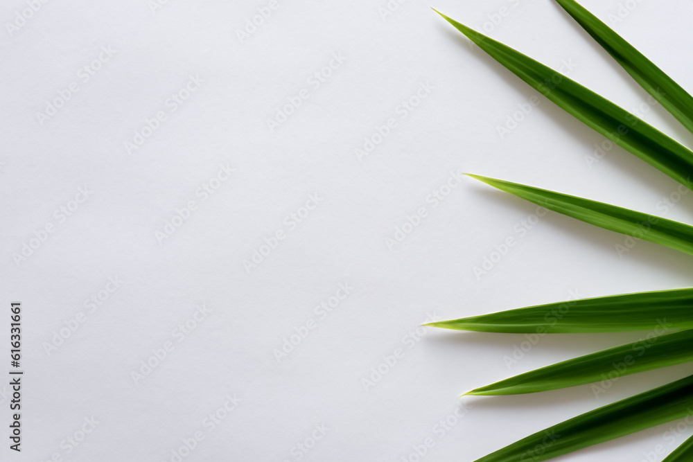 Beautiful Pandan Leaf Background with White Paper A Refreshing and Serene Combination Beautiful Pandan Leaf Background with White Paper A Refreshing and Serene Combination
