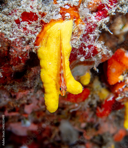 Triplefin on leather coral 
