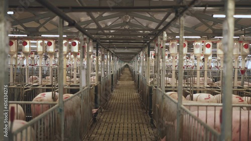 Paddocks on a pig farm, pigsty, pig breeding, paddocks with sows, pig farm