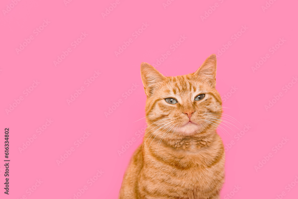 Cute ginger cat on pink background, closeup