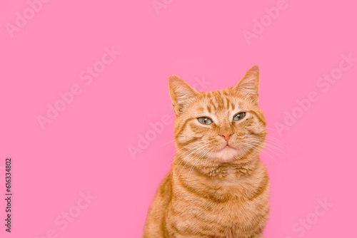 Fototapeta Naklejka Na Ścianę i Meble -  Cute ginger cat on pink background, closeup
