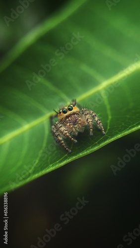 this is the photo of a baby spider