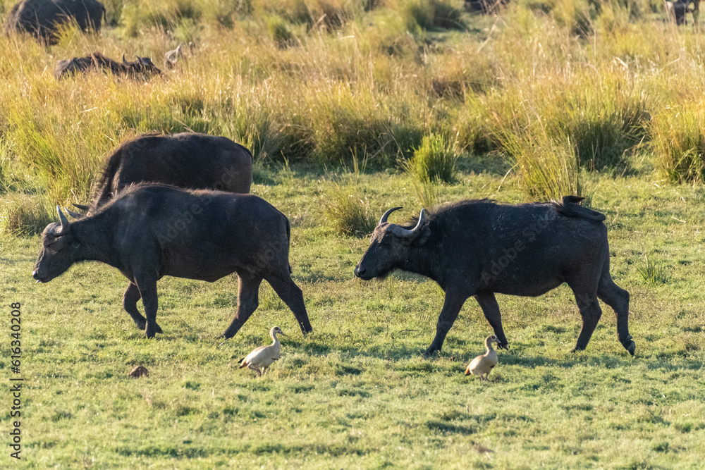 Telephoto shot of a herd of Cape Buffalo - Syncerus caffer- grazing along the banks of the Chobe river in Botswana