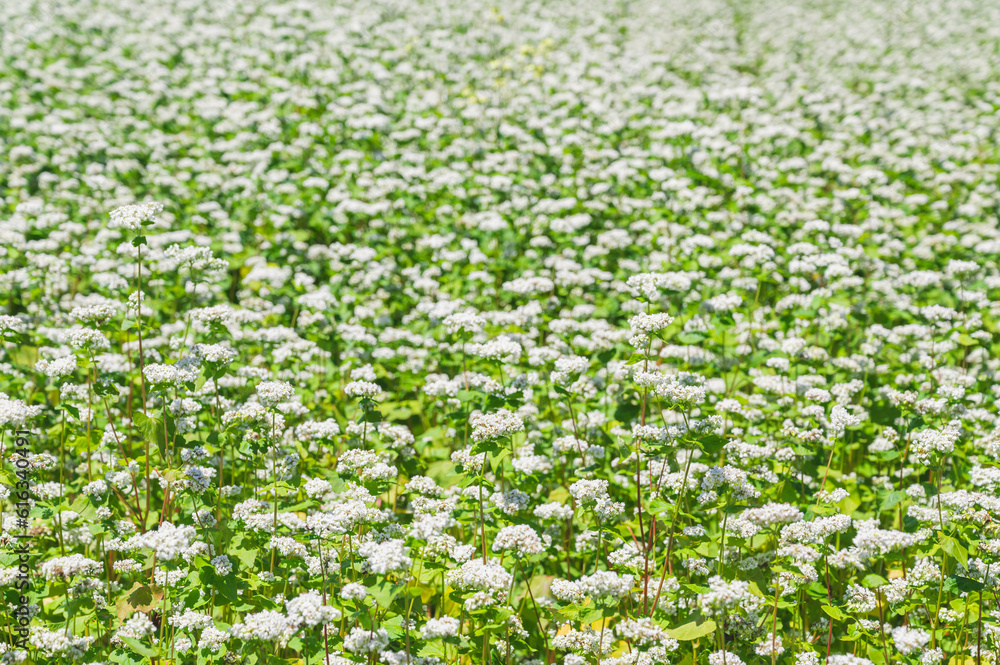 満開に咲く蕎麦の花 満開に咲く蕎麦の花