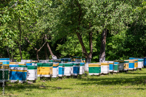 Many set of wooden beehive in the spring garden in the apiary to collect honey. Row of colorful beehives on a small enclosed area © OlegD
