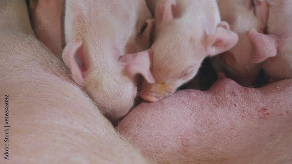Sow feeds small piglets, piglets drink sow's milk, pig feeds children, pig farm Sow feeds small piglets, piglets drink sow's milk, pig feeds children, pig farm