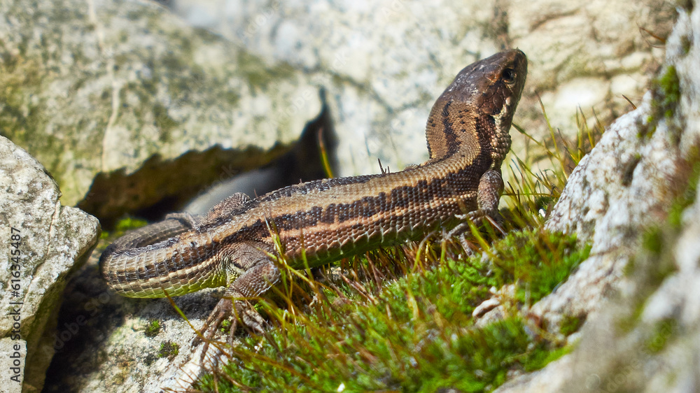 Naklejka premium The lizard is basking on the stones.