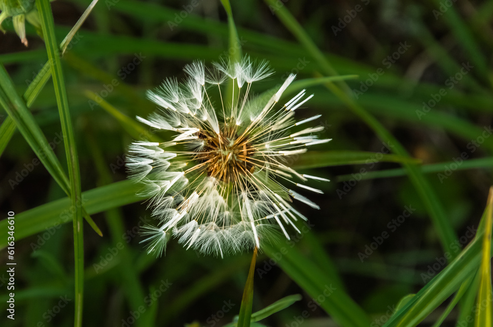 Dandelion flower on the background of green grass, close-up Dandelion flower on the background of green grass, close-up